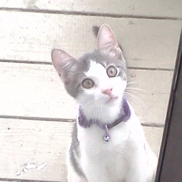 Meet your Posher, Lisa - Picture 8 of 16